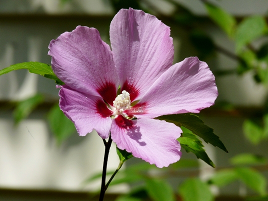 {Hibiscus syriacus}